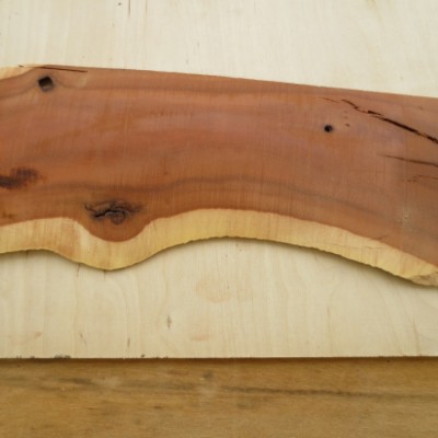 منبت کاری باقری در تهران