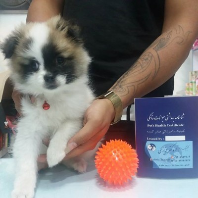 کلینیک دامپزشکی دکتر عزیزی در قائمشهر