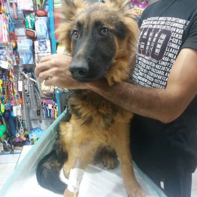 کلینیک دامپزشکی دکتر عزیزی در قائمشهر