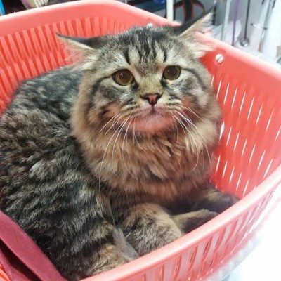 کلینیک دامپزشکی دکتر عزیزی در قائمشهر