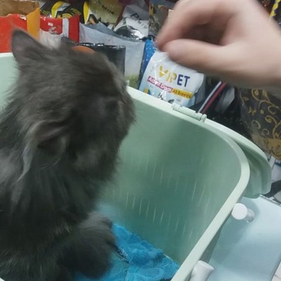 کلینیک دامپزشکی دکتر عزیزی در قائمشهر